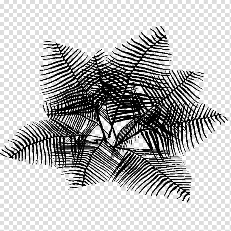 Family Tree, Black White M, Line, Branch, Leaf, Plant, Vascular Plant, Fern transparent background PNG clipart