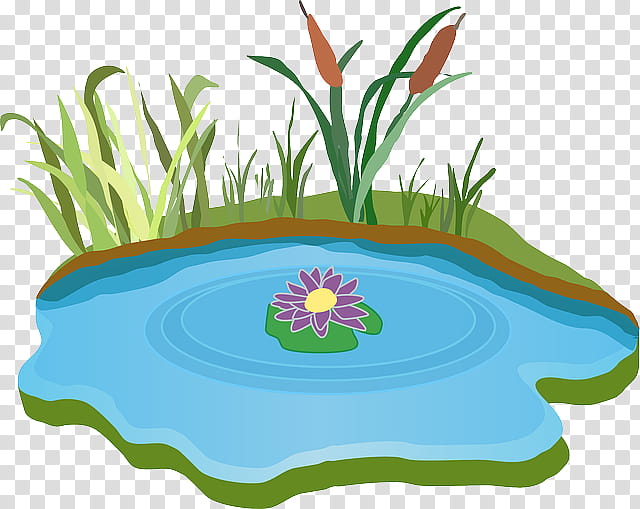 Pond, Drawing, Document, Leaf, Plant, Flower, Grass, Water Resources transparent background PNG clipart