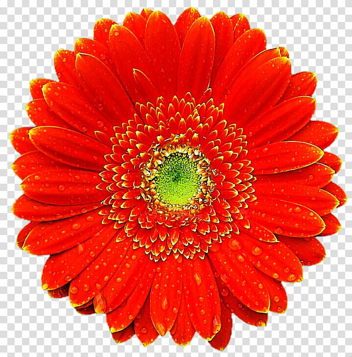 Bright Orange Gerbera transparent background PNG clipart