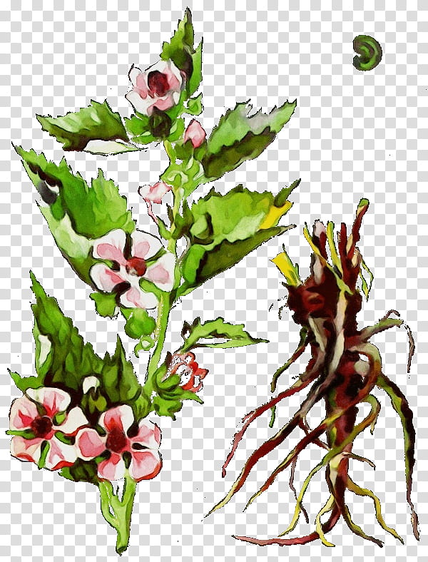 flower plant cut flowers leaf flowering plant, Watercolor, Paint, Wet Ink, Herb, Bouquet, Perennial Plant transparent background PNG clipart