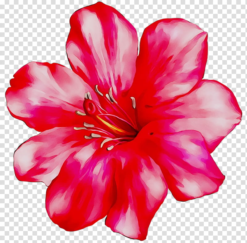 Pink Flower, Blue, White, Spring
, Magenta, Petal, Hawaiian Hibiscus, Plant transparent background PNG clipart