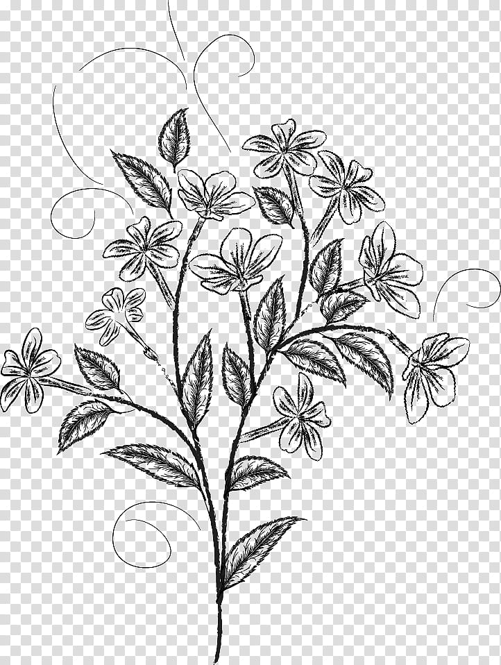 Spring flowers , black flower transparent background PNG clipart