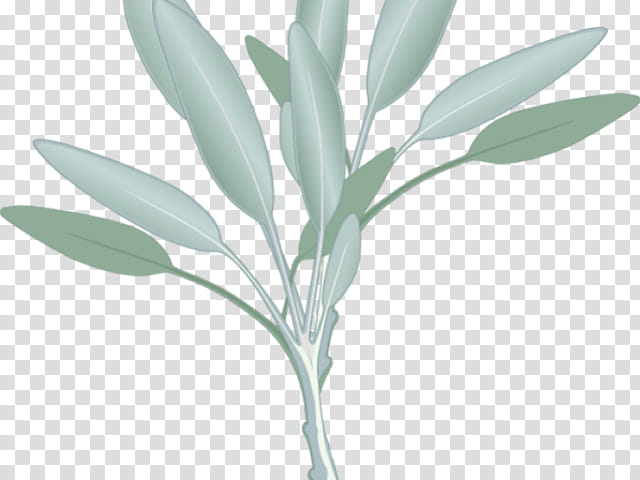 Leaf Drawing, Common Sage, Herb, Blog, Logo, Plant, Flower, Grass transparent background PNG clipart