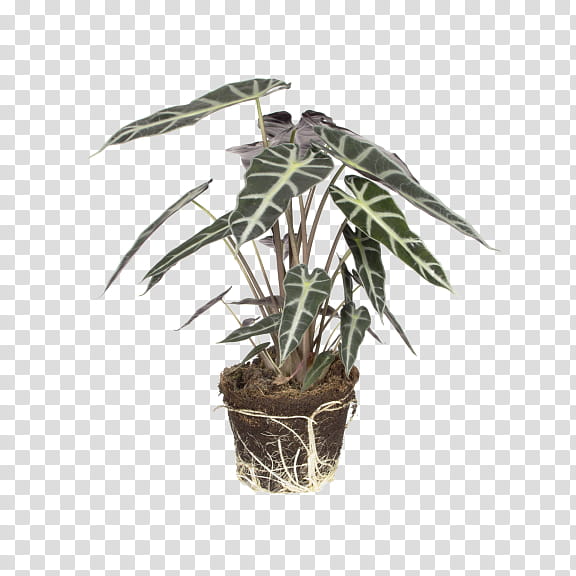 Palm Tree, Leaf, Alocasia Odora, New Guinea Shield, Plants, Paintedleaf Begonia, Heart Of Jesus, Ornamental Plant transparent background PNG clipart