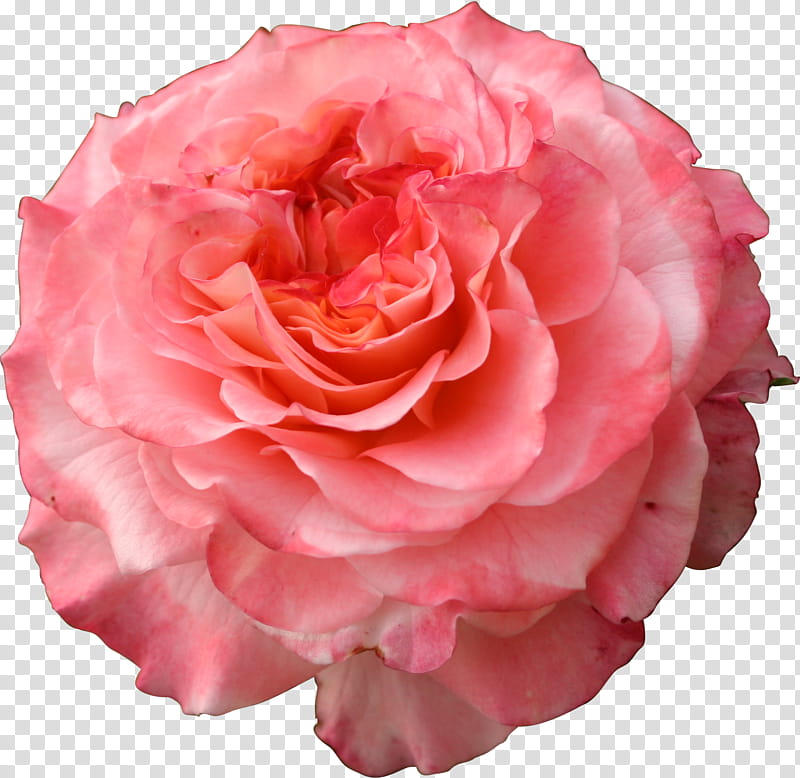 Spring Rose pink precut flower, pink petaled floewr transparent background PNG clipart