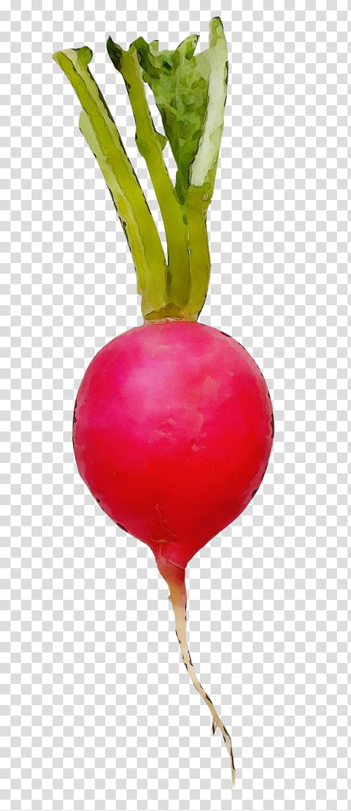 radish beet beetroot turnip vegetable, Watercolor, Paint, Wet Ink, Plant, Balloon, Food, Flower transparent background PNG clipart