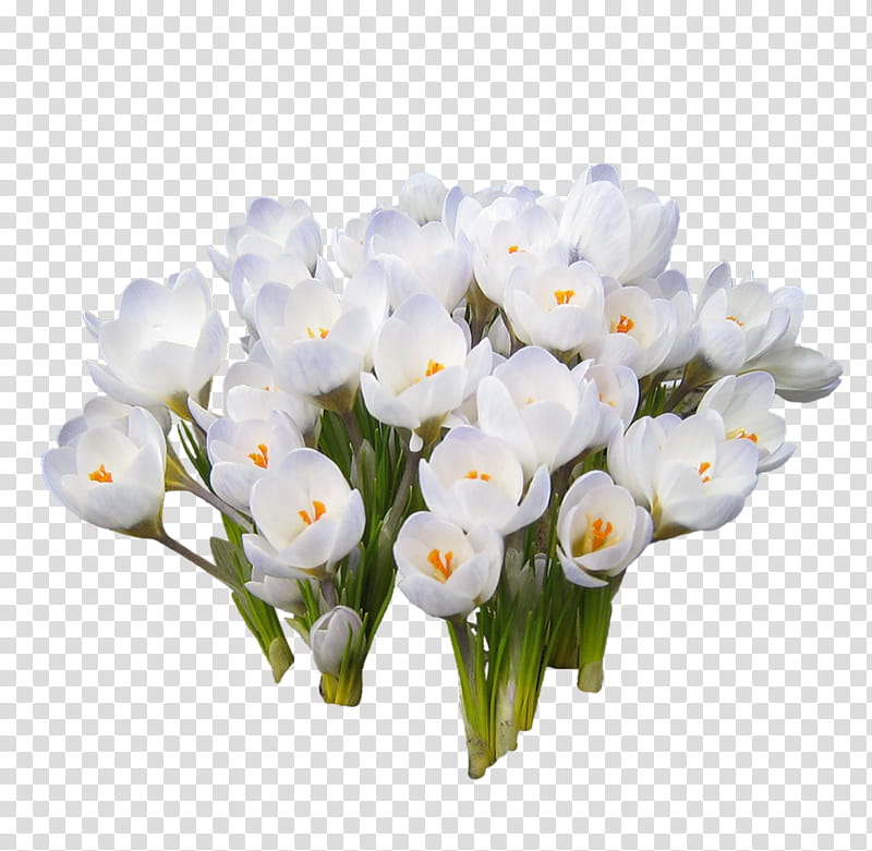 Flowers, Snowdrop, Yandex, Crocus, Spring
, Eastern Pasqueflower, Chomikujpl, White transparent background PNG clipart