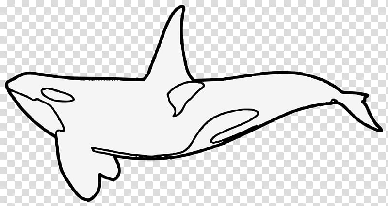 Baby Shark Fish, Dolphin, Killer Whale, Whales, Baby Whale, Cetaceans, Drawing, Line Art transparent background PNG clipart