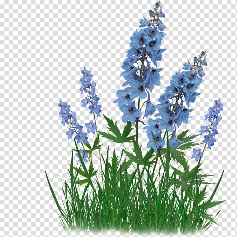 Watercolor Flower, Bluebonnet, French Lavender, English Lavender, Texas Bluebonnet, Drawing, Watercolor Painting, Lupine transparent background PNG clipart