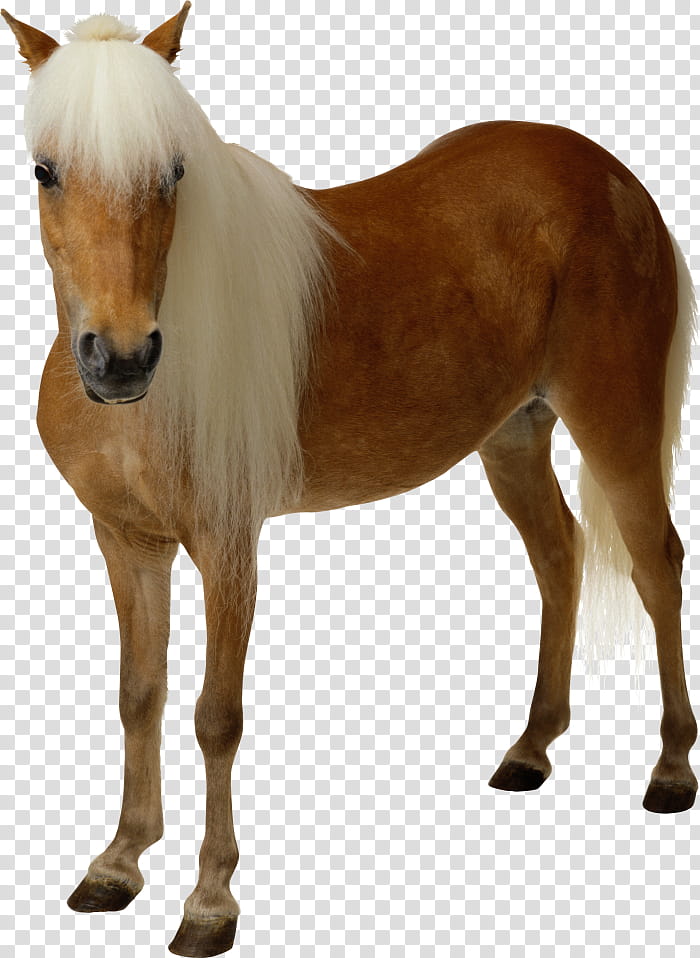 Horse, Morgan Horse, American Quarter Horse, Mustang, Andalusian Horse, Florida Cracker Horse, Appaloosa, Stallion transparent background PNG clipart