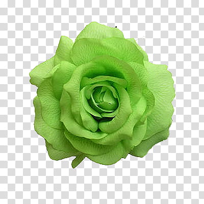 Flowers World, green rose transparent background PNG clipart