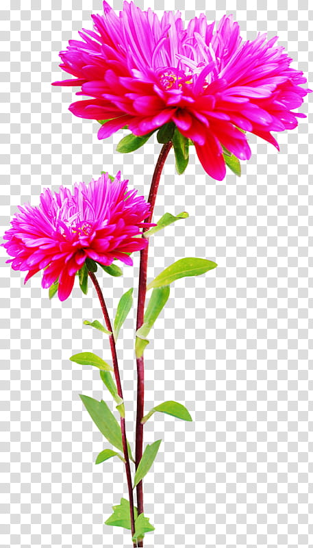 Bouquet Of Flowers Drawing, Floral Design, Cut Flowers, Flower Bouquet, Plant, Aster, Purple, Magenta, Dahlia, Daisy Family transparent background PNG clipart