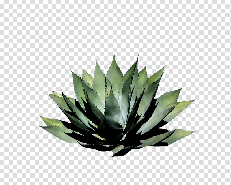 agave plant clipart