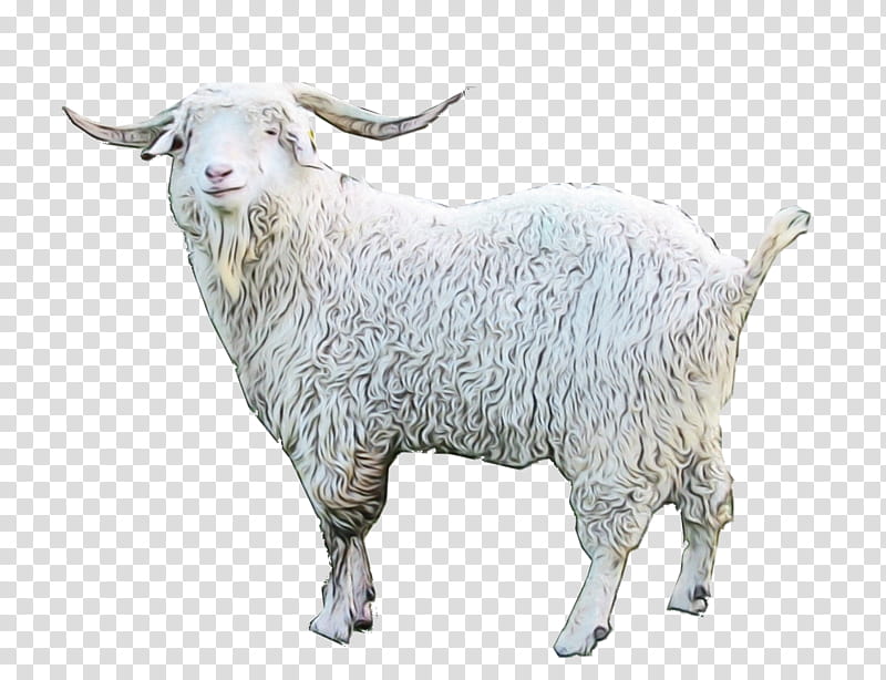 Alpine ibex goat, Capra ibex 1, common British mountain goat, Capra  aegagrus 2,3, common domesticated goat 4, Syrian goat 5, Angora goat, Capra  hircus 6. Copperplate engra - Album alb9871602