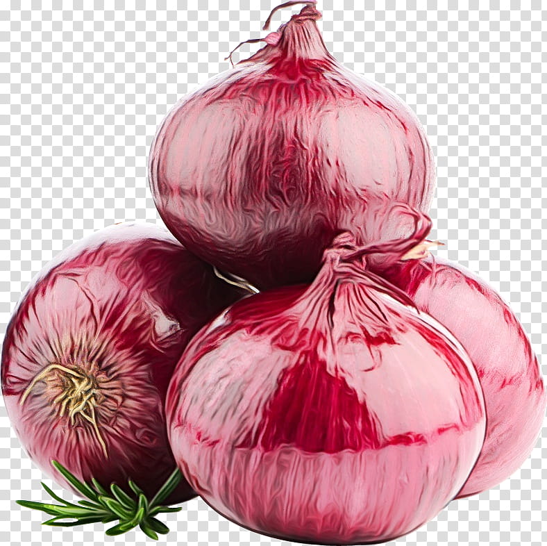 onion vegetable red onion plant allium, Watercolor, Paint, Wet Ink, Food, Flowering Plant, Amaryllis Family, Magenta transparent background PNG clipart