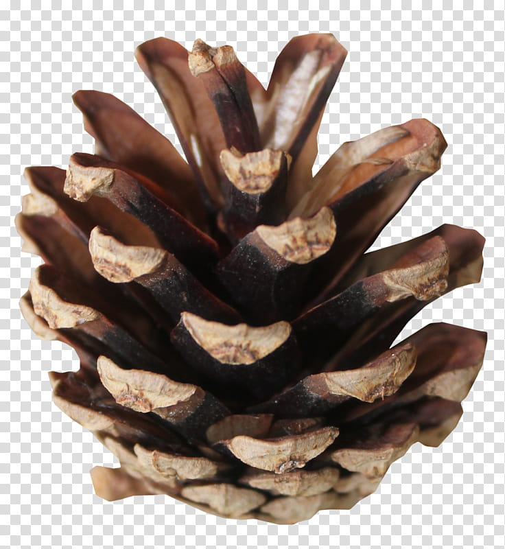Family Tree, Conifer Cone, Wood, Brown, Scots Pine, California Foothill Pine, Pine Family, Conifers transparent background PNG clipart