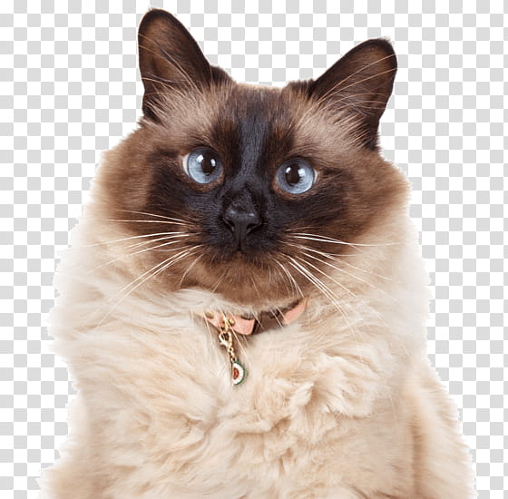 Cats, Balinese Cat, Siamese Cat, Javanese Cat, Kitten, Thai Cat, Birman, Siberian Cat transparent background PNG clipart