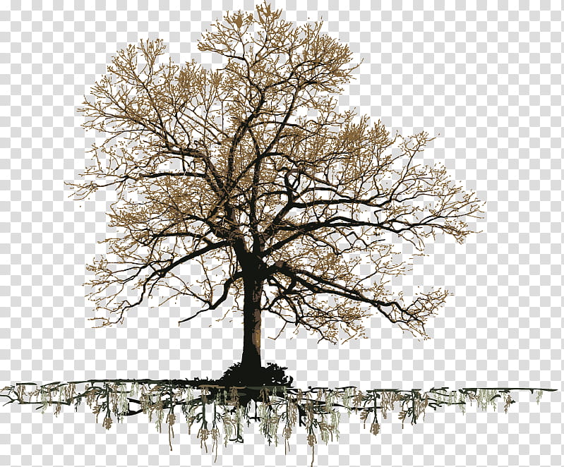 Oak Tree Silhouette, Northern Red Oak, Angel Oak, Gambel Oak, Drawing, Snag, Christmas Tree, Woody Plant transparent background PNG clipart
