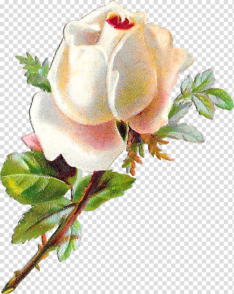 Garden roses, Flower, Petal, Pink, Plant, Rose Family, Hybrid Tea Rose, Watercolor Paint transparent background PNG clipart