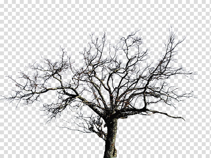 Tree, bare tree illustration transparent background PNG clipart