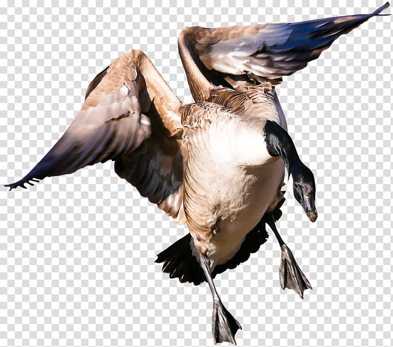 Duck, Goose, Bird, Greylag Goose, Poultry, Animal, Domestic Goose, Beak transparent background PNG clipart