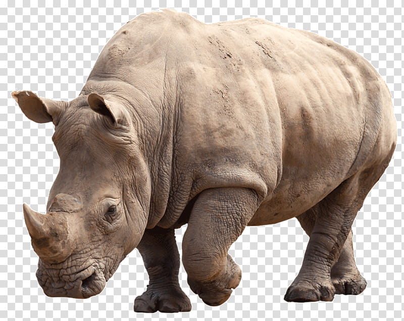 Cat Silhouette, Black Rhinoceros, White Rhinoceros, Elephant, Animal, Ceratotherium, Animal Figure, Indian Rhinoceros transparent background PNG clipart