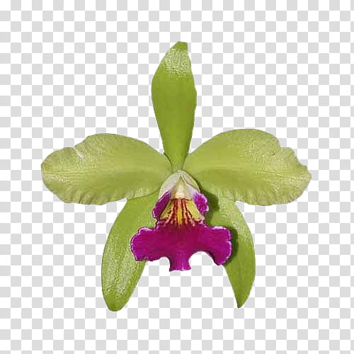 O, purple orchid transparent background PNG clipart