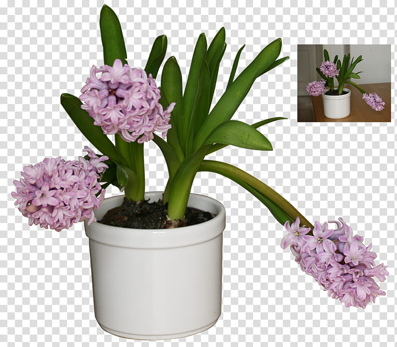 hyacynthus trio in a pot, pink petaled flower with white pot transparent background PNG clipart