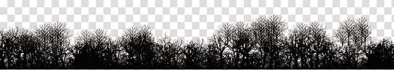 Distant Trees transparent background PNG clipart