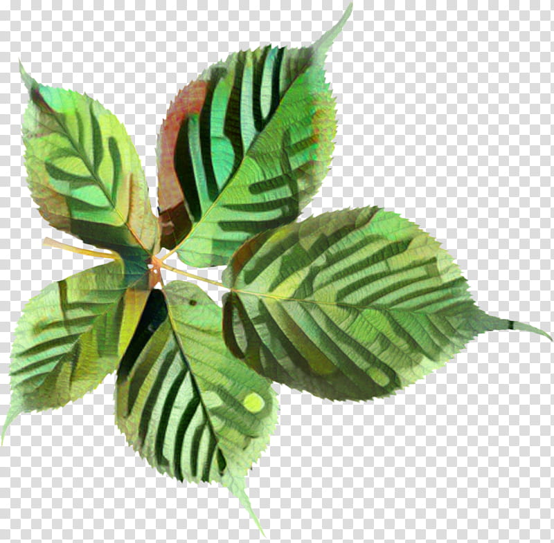 Green Leaf, Plant Stem, Plants, Flower, Arrowroot Family transparent background PNG clipart