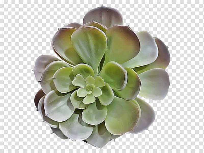 Artificial flower, Echeveria, Plant, White Mexican Rose, Pachyphytum, Petal, Stonecrop Family, Succulent Plant transparent background PNG clipart