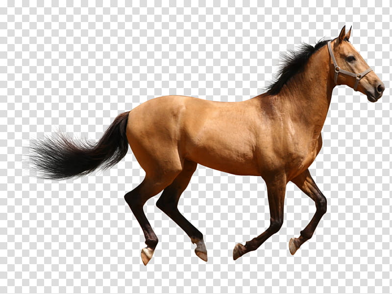 Horse, Arabian Horse, American Paint Horse, American Quarter Horse, Mustang, Clydesdale Horse, Mare, Horse Racing transparent background PNG clipart