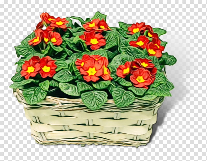 flower flowerpot plant houseplant primula, Watercolor, Paint, Wet Ink, Bouquet, Anthurium, Lantana, Impatiens transparent background PNG clipart