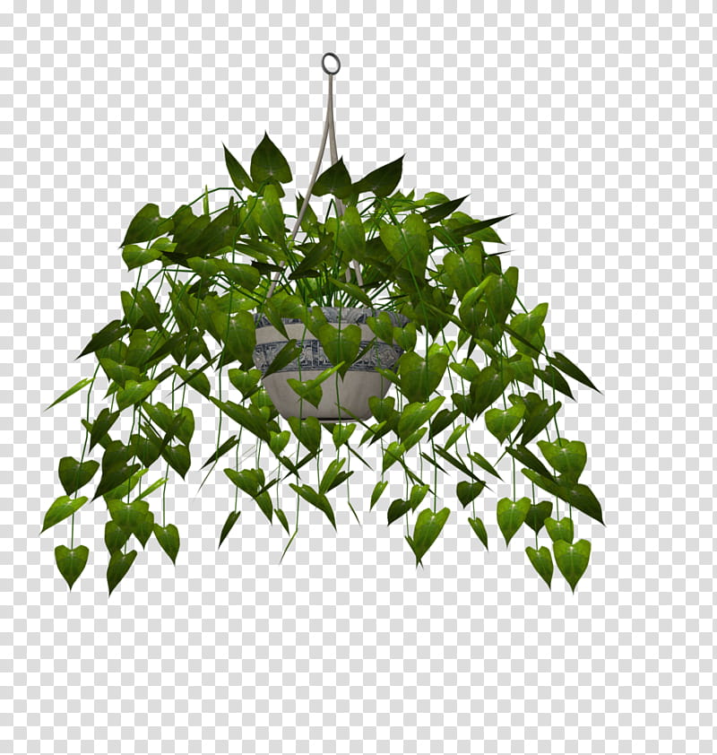 Ivy Leaf, Tree, Herb, Plant, Flowerpot, Grass transparent background PNG clipart