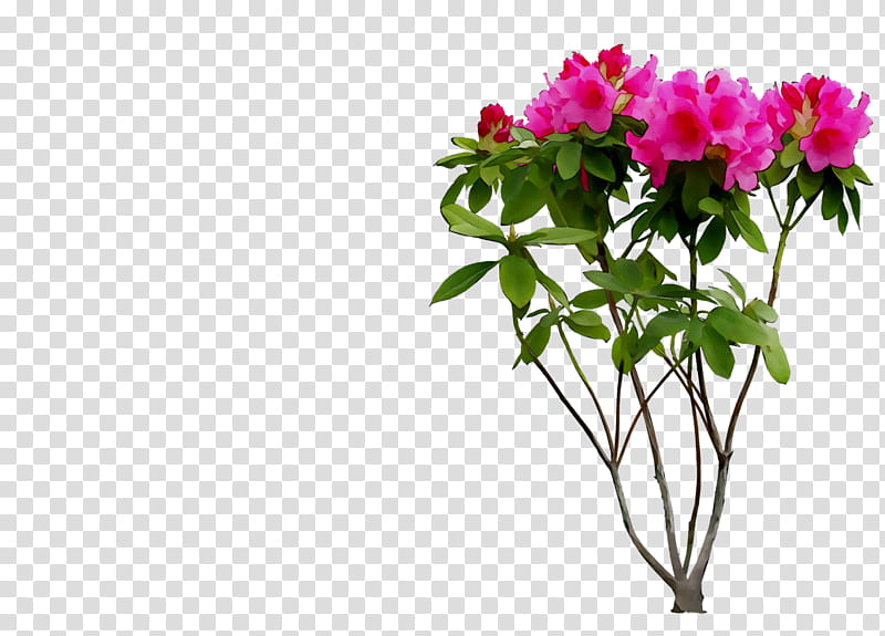 Pink Flower, Japanese Photinia, Floral Design, Cut Flowers, Shrub, Flower Bouquet, Plant Stem, Petal transparent background PNG clipart