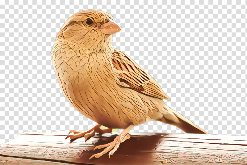 bird beak finch house sparrow perching bird, Songbird, Adaptation, Atlantic Canary transparent background PNG clipart