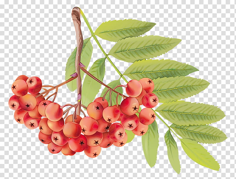 Watercolor Flower, Paint, Wet Ink, Crataegus Pinnatifida, Berries, Rowan, Redcurrant, Pink Peppercorn transparent background PNG clipart