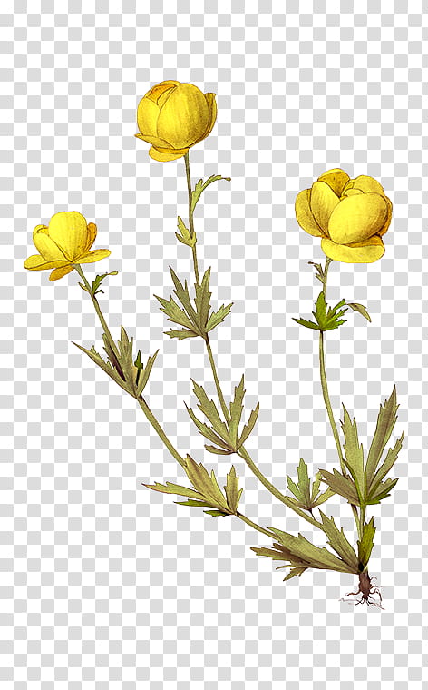Family Illustration, Globeflower, Dicotyledon, Plants, Bird Vetch, Herbaceous Plant, Bud, Vetches transparent background PNG clipart