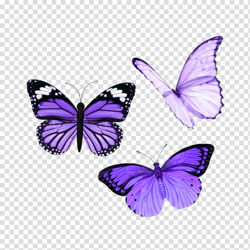 Butterfly Drawing, Insect, Glasswing Butterfly, Menelaus Blue Morpho, Swallowtail Butterfly, Aesthetics, Purple, Cabbage White transparent background PNG clipart