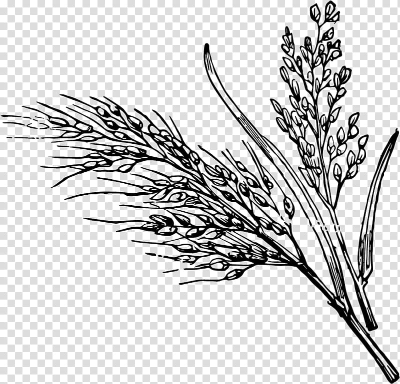 plant elymus repens grass grass family twig, Flower, Branch, Phragmites transparent background PNG clipart