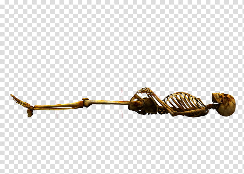 E S Bones II, brown human skeleton transparent background PNG clipart