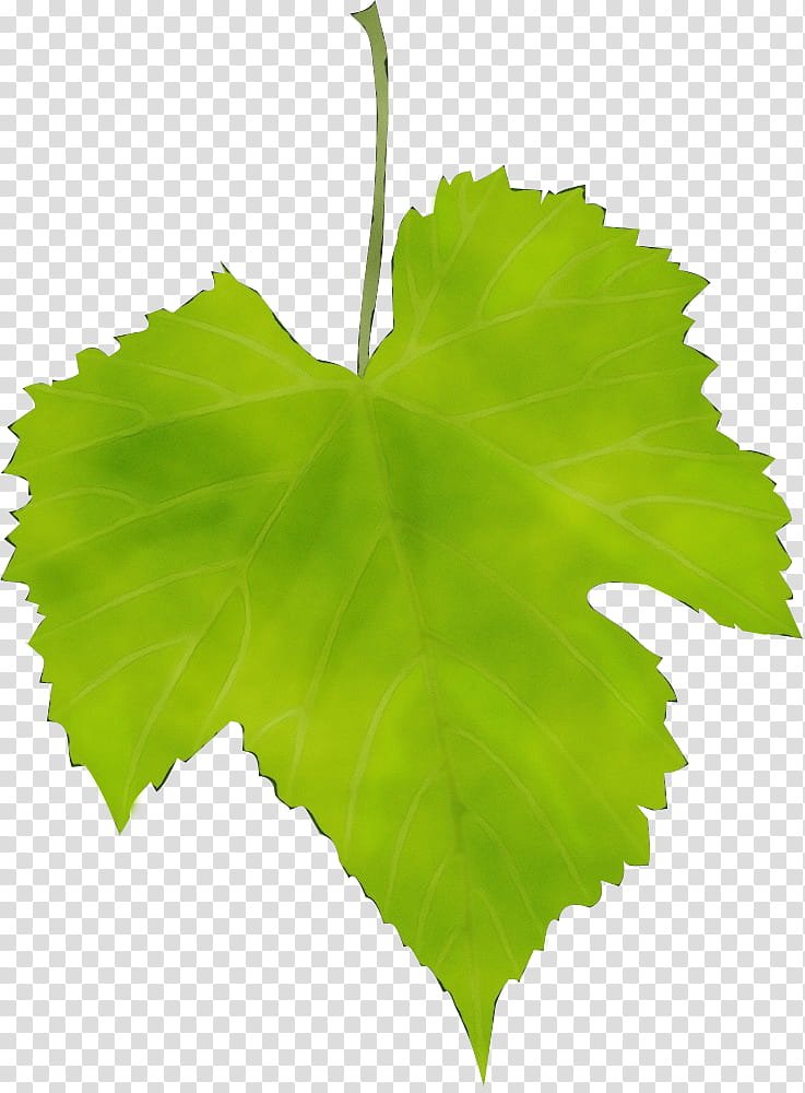 Plane, Watercolor, Paint, Wet Ink, Leaf, Flower, Plant, Grape Leaves transparent background PNG clipart