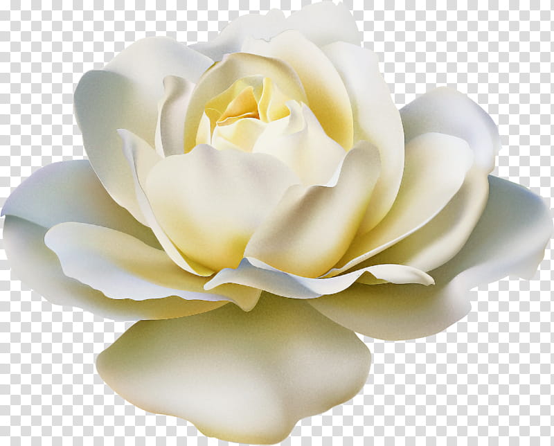 Artificial flower, White, Petal, Yellow, Gardenia, Plant, Rose, Rose Family transparent background PNG clipart