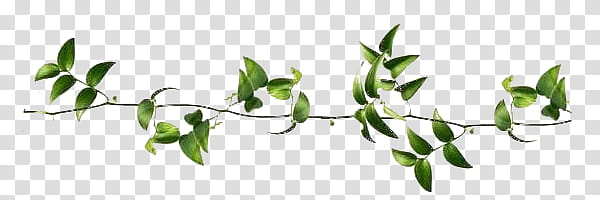 Jungle s, green leaves art transparent background PNG clipart