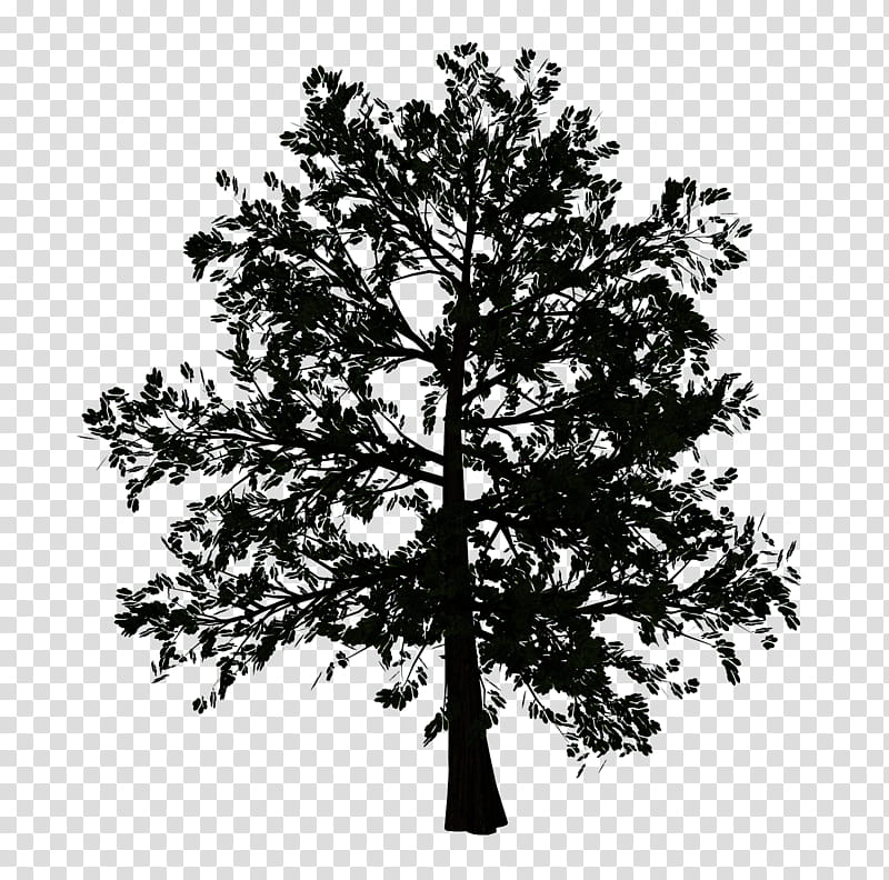 Plane, Tree, Woody Plant, Branch, Leaf, Oak, American Larch, Lodgepole Pine transparent background PNG clipart