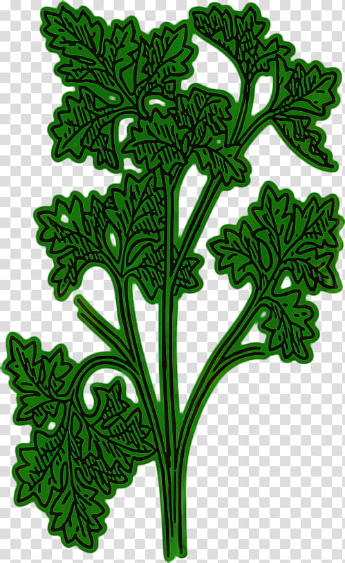 Plants, Chervil, Parsley Roots, Herb, Oregano, Coriander, Spice, Leaf transparent background PNG clipart