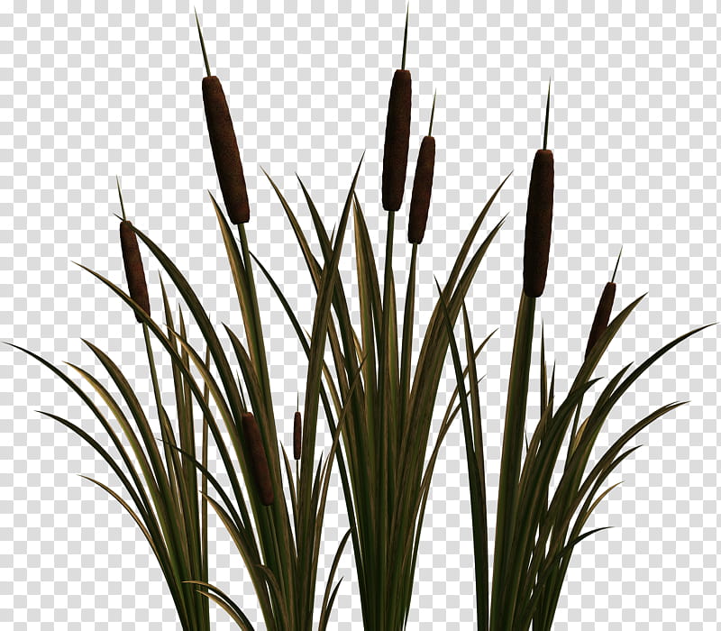 Drawing Of Family, Cattail, Scirpus, Graphic Frames, BORDERS AND FRAMES, Flower, Plants, Grass transparent background PNG clipart