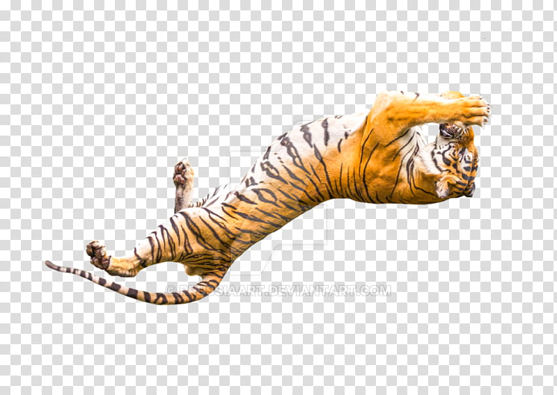 September, Tiger, Cat, Animal, Artist, Art Museum, September 18, Resource transparent background PNG clipart