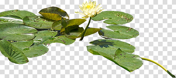 Plants leaves Mega, white lotus flower transparent background PNG clipart