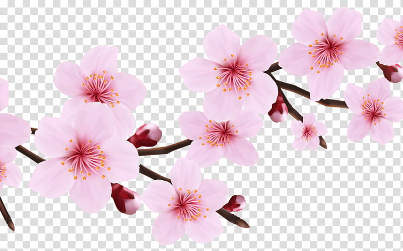 Cherry Blossom, Cherries, Petal, Drawing, Peach, Prunus, Flower, Plant transparent background PNG clipart